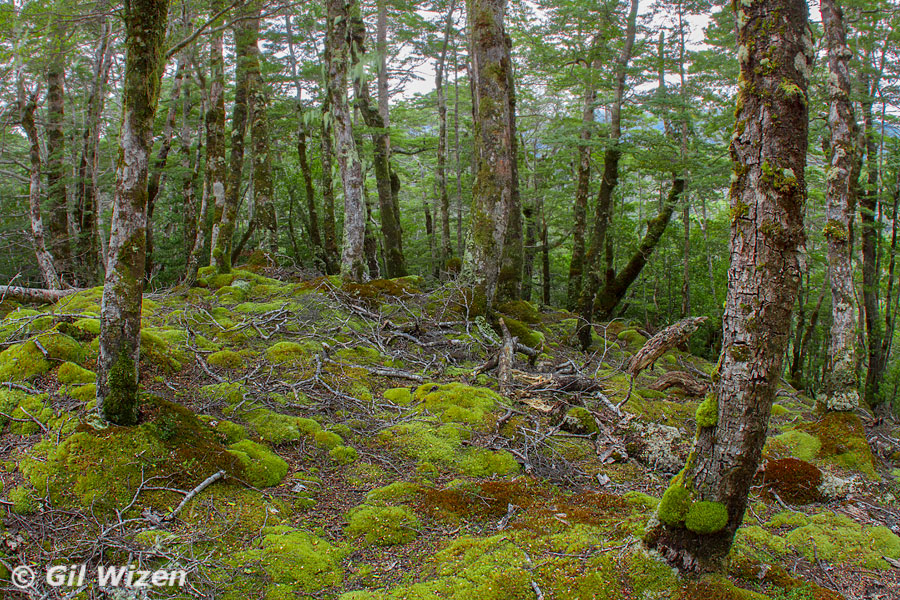 Typical habitat of Holacanthella springtails, mossy forest floor with decaying beech logs