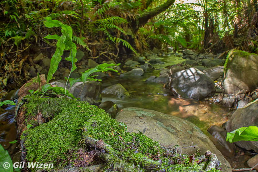 Typical habitat of Raukumara tusked weta - forested, second order streams in the Raukumara range.