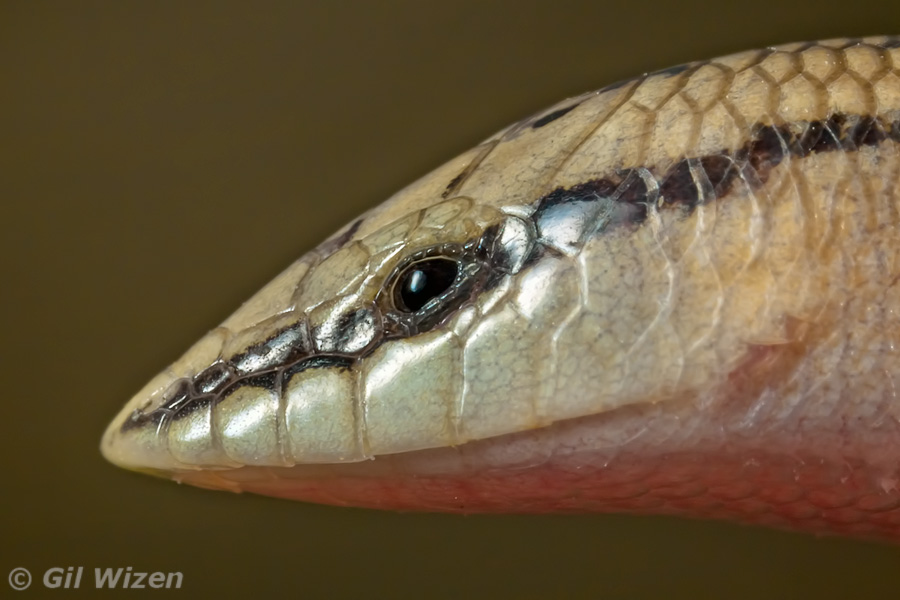 Wedge-snouted Skink (Sphenops sepsoides)