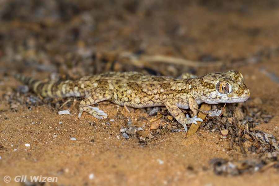 Lichtenstein's Short-fingered Gecko (Stenodactylus sthenodactylus)