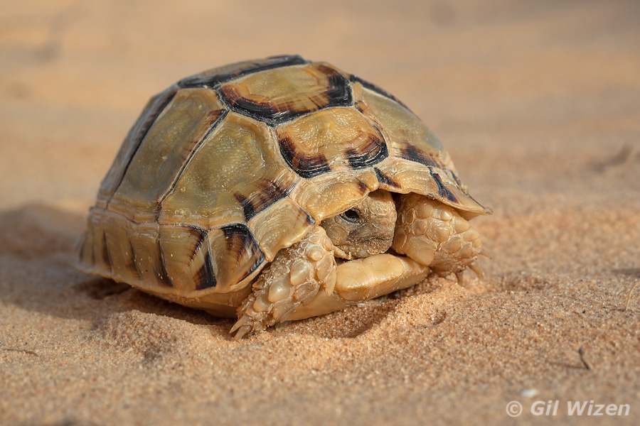 Baby desert tortoise (Testudo werneri). Super cute!
