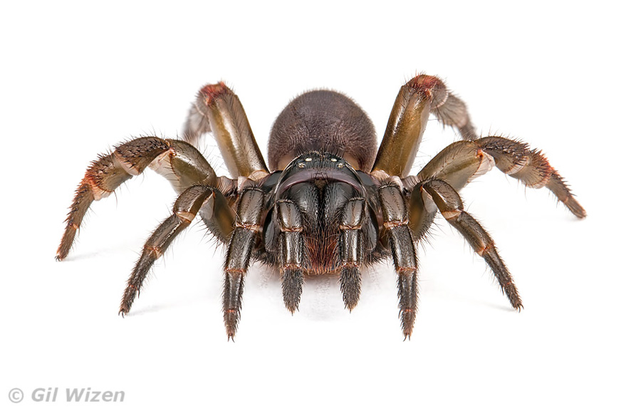 Trapdoor spider, Belize