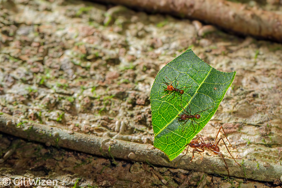 Leafcutter ants (Atta cephalotes) carrying a leaf as food source for mushrooms cultivated inside their nest. These ants almost never stand still, and require some concentration to photograph. In addition, some backlighting helps to make the leaf "pop out".