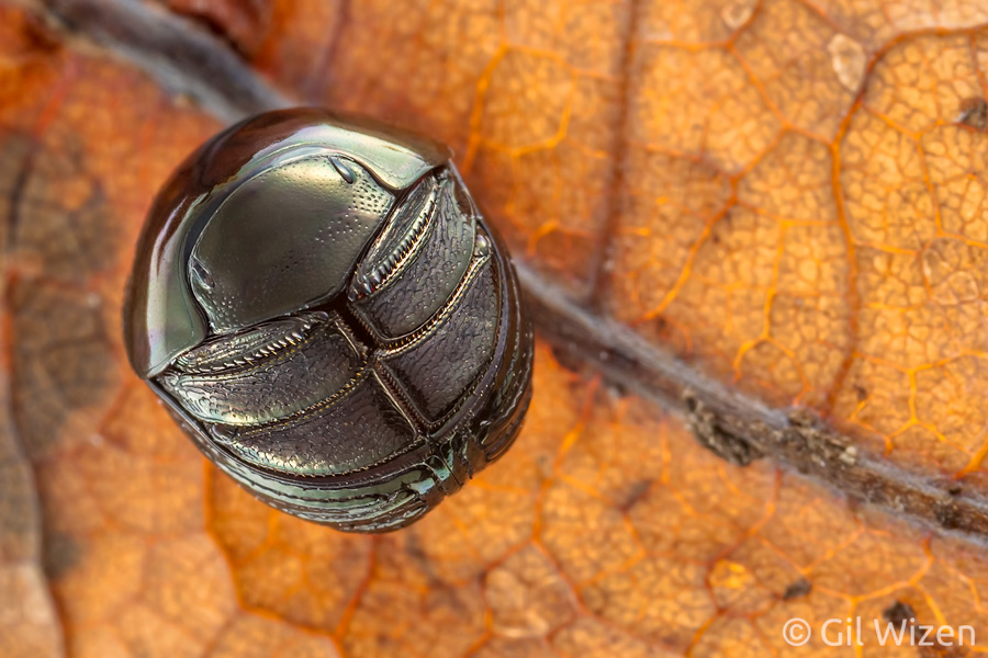 Pill scarab beetle (Ceratocanthus sp.)
