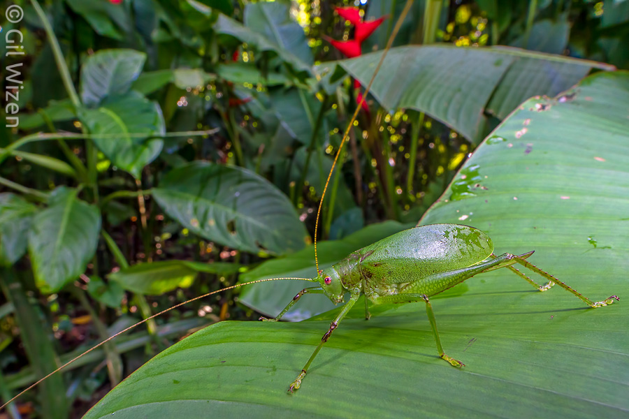 Female canopy katydid (Tettigoniidae) resting on a Heliconia leaf