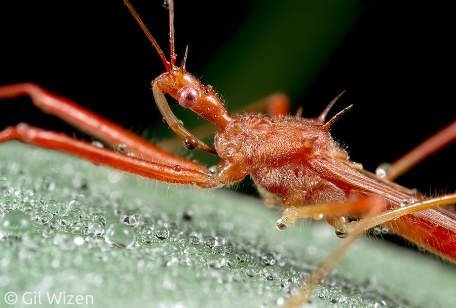 Portrait of an assassin bug (Reduviidae) in the rain Cayo District, Belize