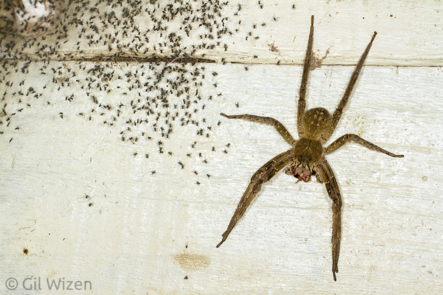 A wandering spider (Phoneutria fera) female guarding her babies. Amazon Basin, Ecuador