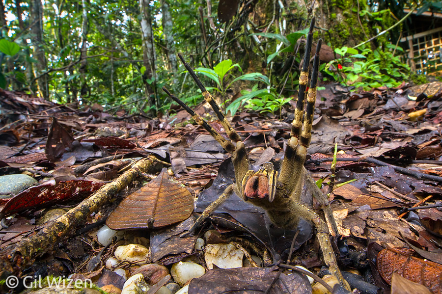 A wandering spider (Phoneutria boliviensis) in "threat posture". Amazon Basin, Ecuador 