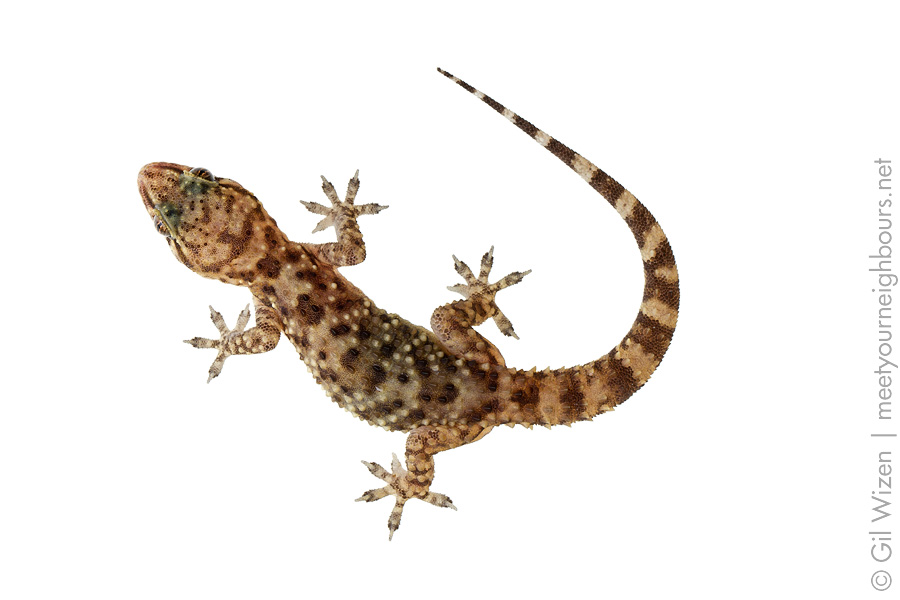 Mediterranean House Gecko (Hemidactylus turcicus)
