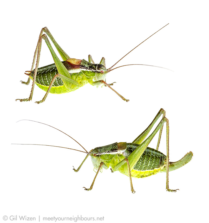 Isophya savignyi, a common flightless katydid from Israel. Top - male; bottom - female