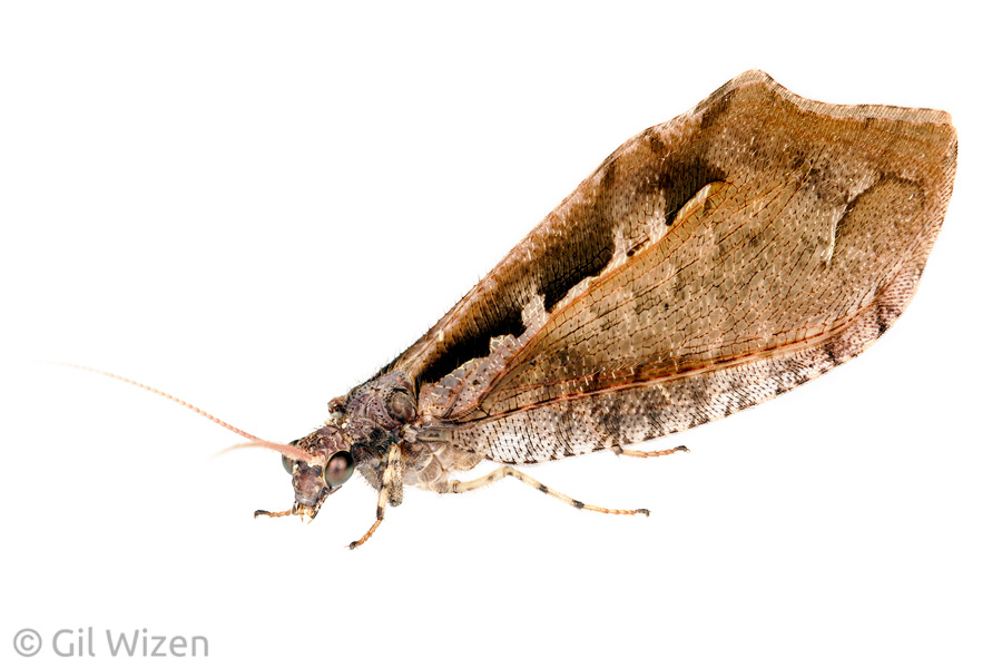 Female giant lacewing (Kempynus incisus), a focus-stack of 10 exposures.