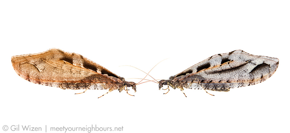 A pair of Kempynus incisus (Osmylidae), male on the right, female on the left. Canterbury, South Island, New Zealand