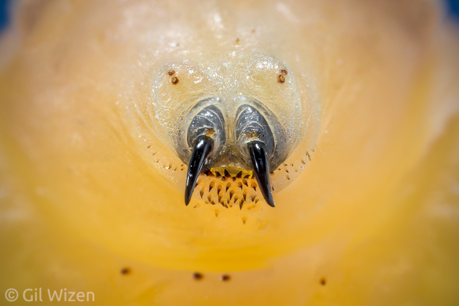 Portrait of human botfly (<em>Dermatobia hominis</em>) larva. The resemblance to a walrus is incidental.