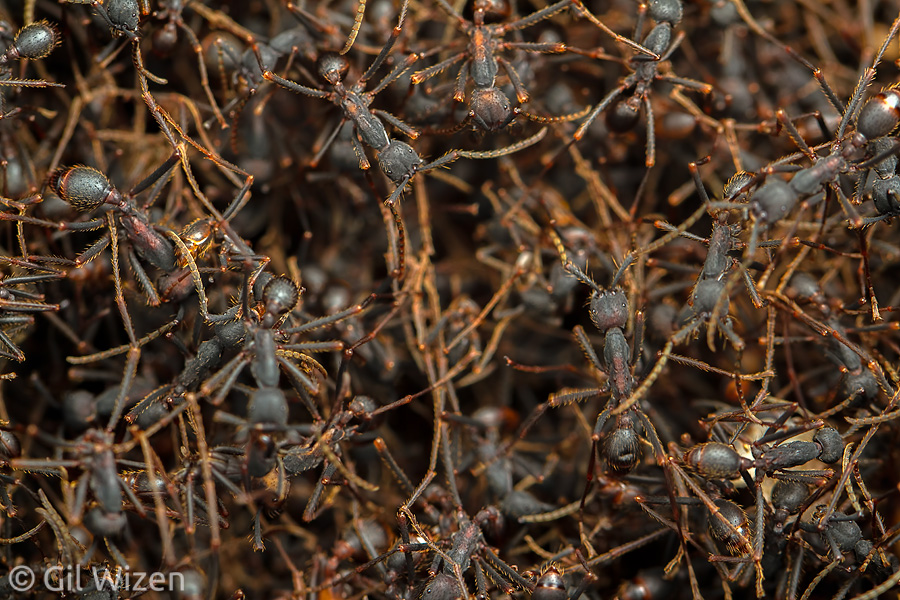 Army ants (Eciton burchellii parvispinum) in their bivouac. Toledo District, Belize