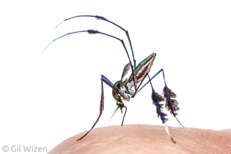 A female mosquito (Sabethes sp.) in mid-bite. Amazon Basin, eastern Ecuador
