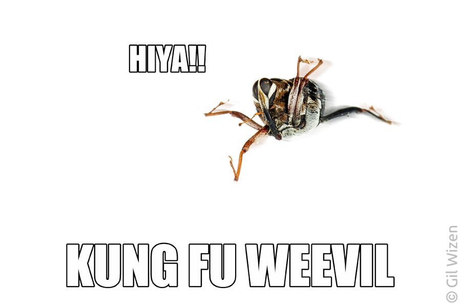 Kung Fu weevil
