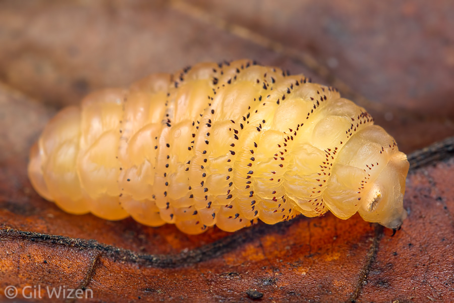 Human botfly (Dermatobia hominis) larva after emergence from its host, searching for a place to pupate.