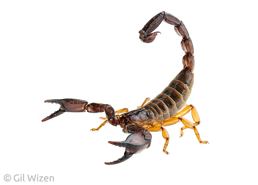 Jericho scorpion (Nebo hierichonticus), an underground diplocentrid species with a thin tail and thick pincers. And yet its venom can cause necrosis of the tissue, which can lead to clinical complications.