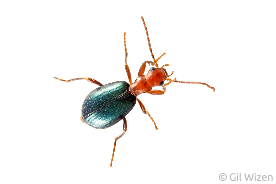 Bombadier Beetle (Brachinus crepitans), one of the cutest species of ground beetles. Golan Heights, Israel