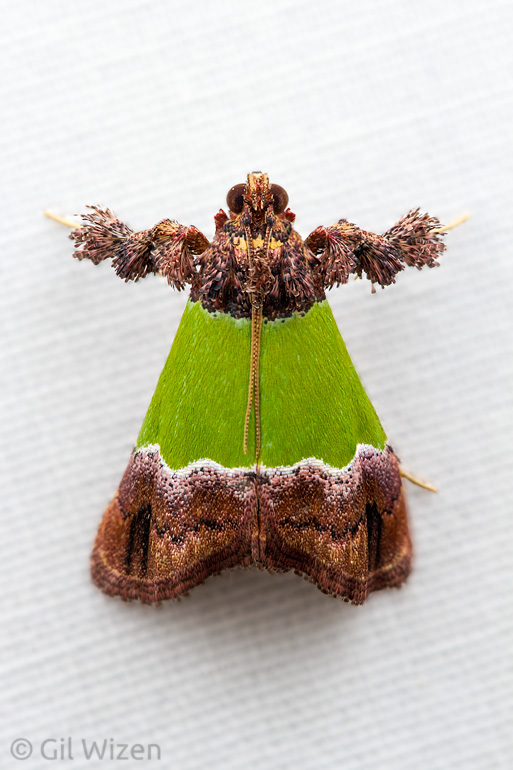 Green moth (Epidelia sp.), Caves Branch, Cayo District, Belize