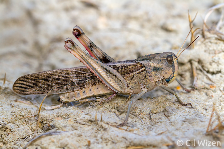 Migratory locust (Locusta migratoria), the most widespeard locust species. Photographed in New Zealand