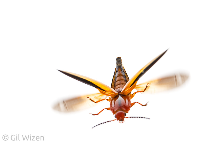 Click beetle (Semiotus sp.), Amazon Basin, Ecuador