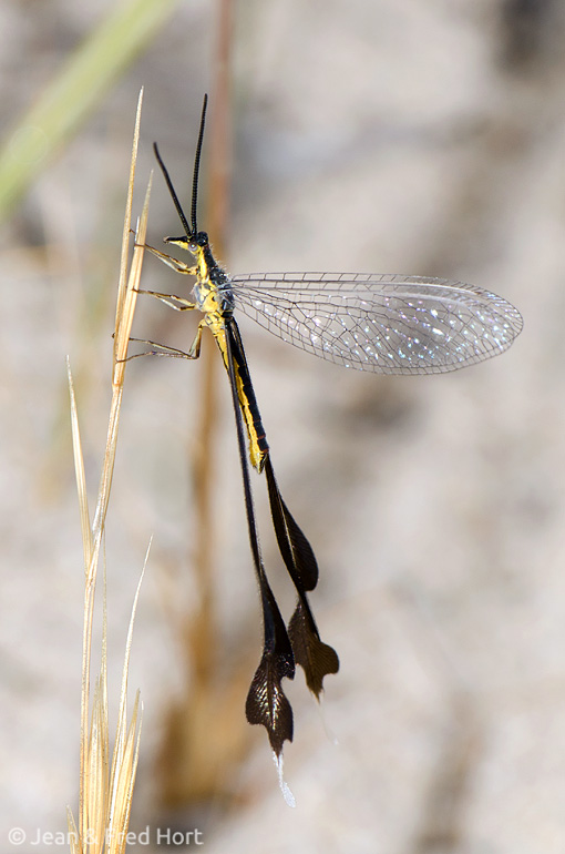 Spoonwing (Chasmoptera huttii), Western Australia. Courtesy of Jean and Fred Hort