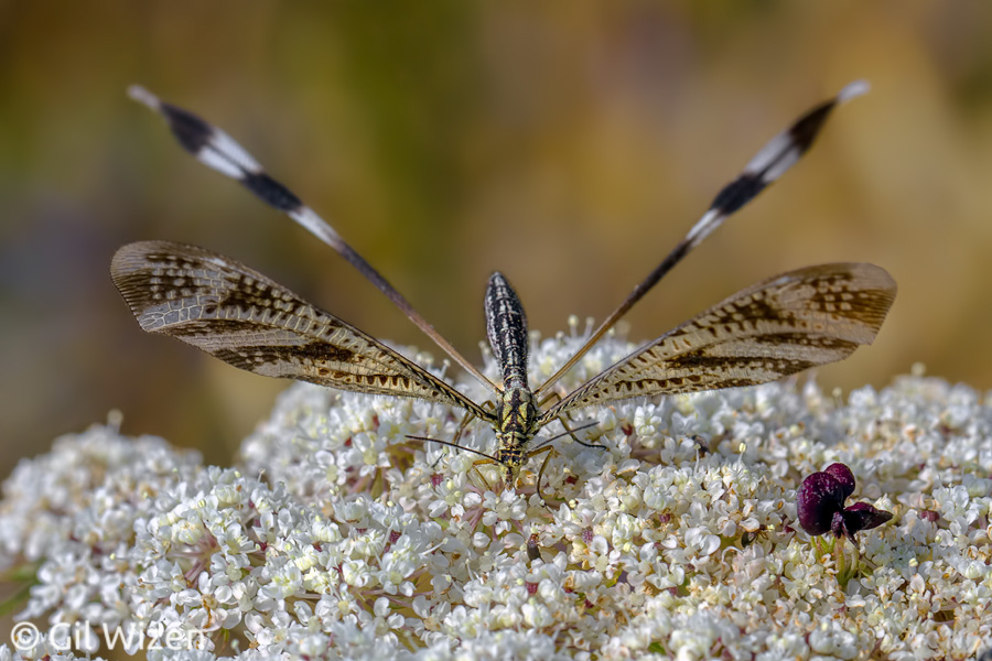 Spoonwing (Nemoptera aegyptiaca) feeding on wild carrot inflorescence, frontal view. Carmel Mountain Range, Israel