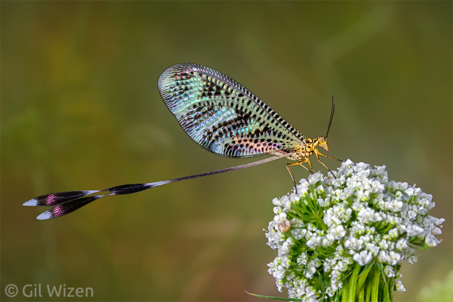 Spoonwing (Nemoptera aegyptiaca), Lower Galilee, Israel. Notice the iridescent wings.