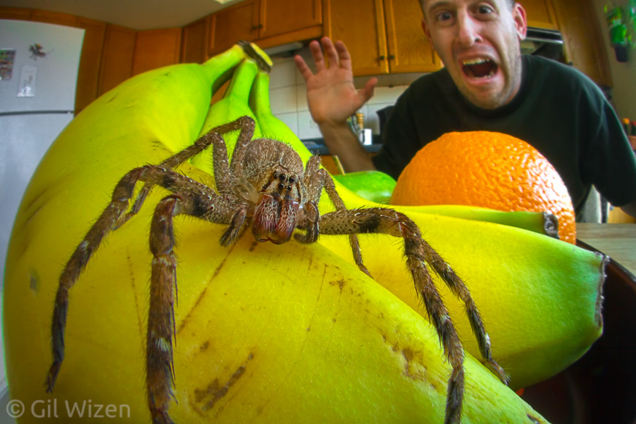 Oh no! Banana spider aka Brazilian wandering spider (Phoneutria fera) in my kitchen!
