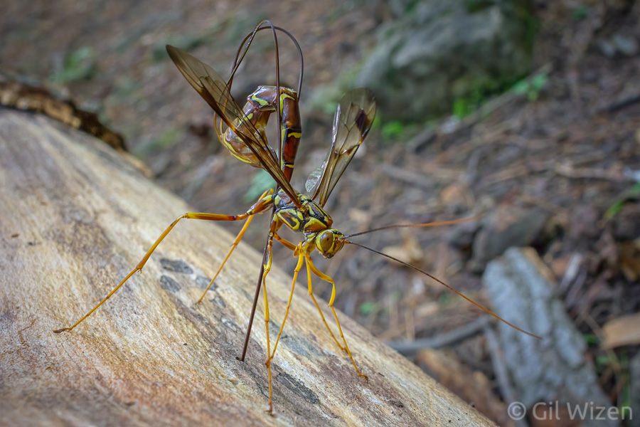Wide-angle photo of a female giant ichneumon wasp (Megarhyssa macrurus) during oviposition.