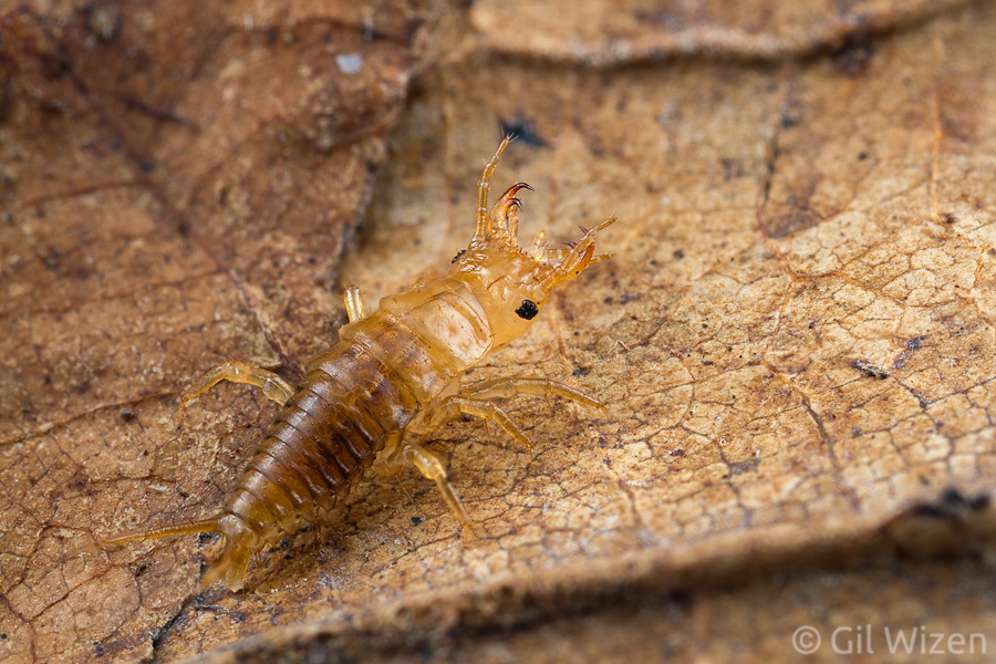 First instar larva of Epomis circumscriptus showing its double-hooked mandibles.