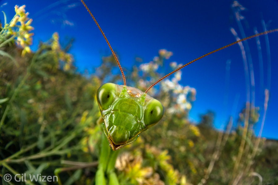 A curious praying mantis (Mantis religiosa) checking me and my "awkward device" out.