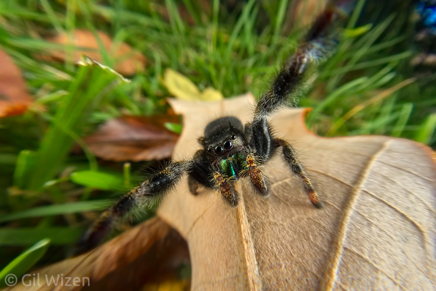 Male bold Jumping Spider (Phidippus audax) on the move.