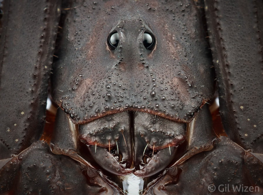 Portrait of Ecuadorian black scorpion (Tityus asthenes)