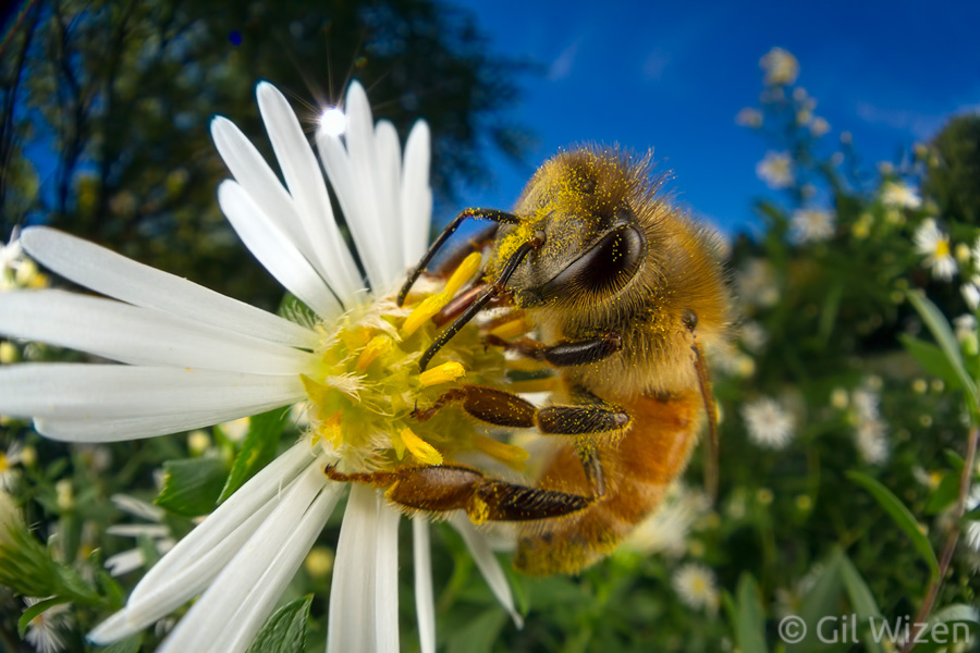 Honey bee (Apis mellifera) pollinating. This is one of the shots I had in mind way before I even started assembly of the lens system. I will probably repeat it a few more times - a sunstar managed to sneak into the frame!