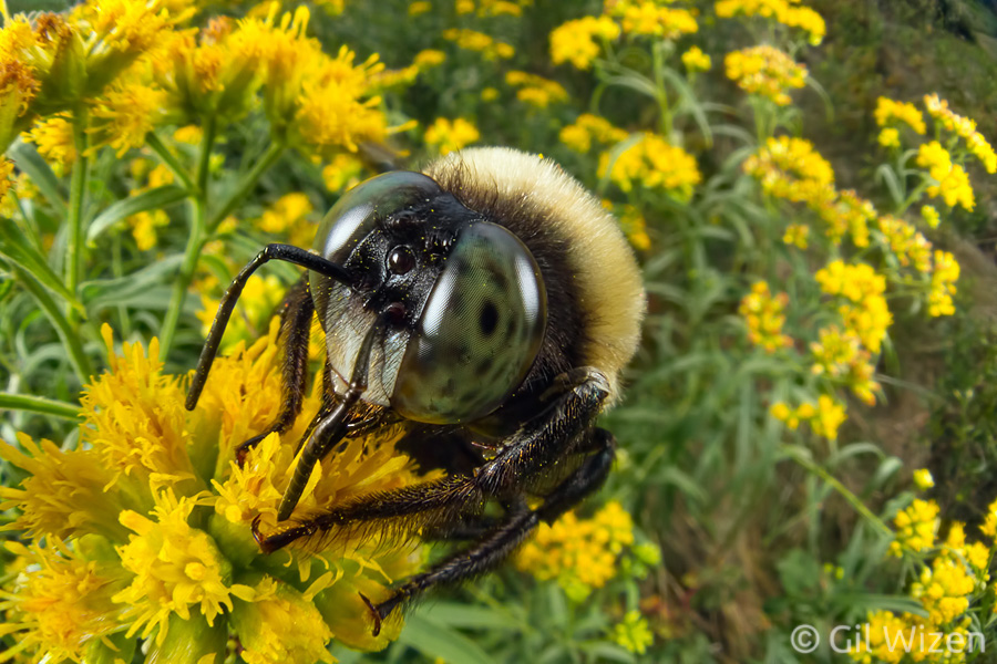 Male carpenter bee (Xylocopa virginica) feeding from goldenrod flowers. Such big eyes you have.