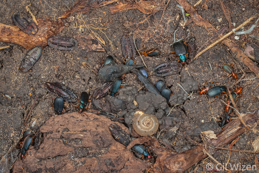 An aggregation of several beetle species found under a rock. Bombardier beetles (Brachinus alexandri) can be seen on the right. Also appearing in this photo: Chlaenius aeneocephalus (Carabidae, metallic colors), and Cossyphus rugulosus (Tenebrionidae) - beautiful beetles camouflaged as seeds! Central Coastal Plain, Israel