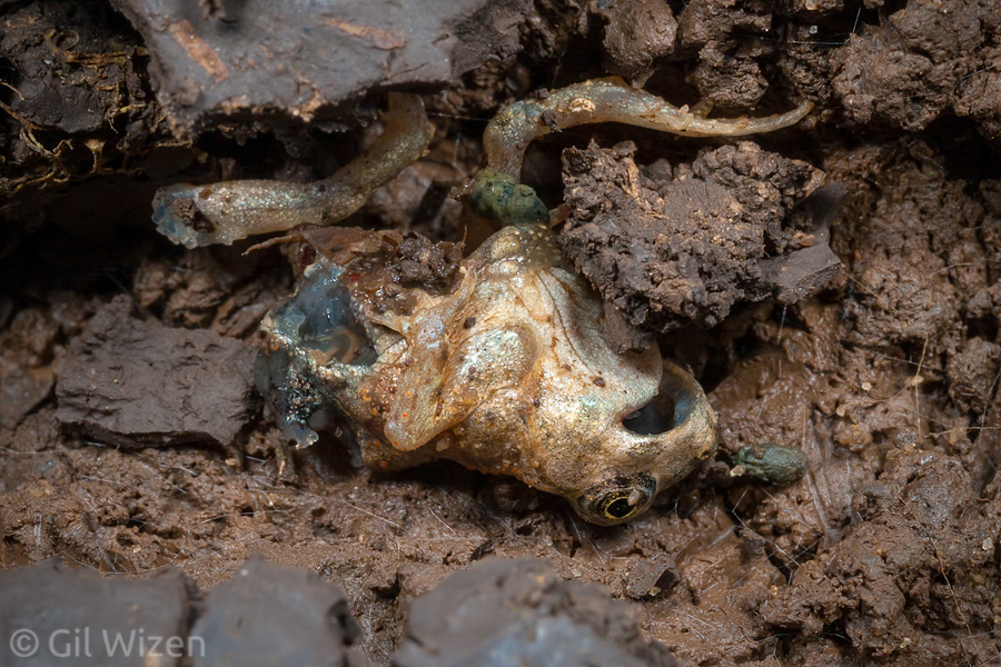 Remains of a partially eaten amphibian in the vicinity of temporary ponds are usually a good sign for adult Epomis activity in the area. Central Coastal Plain, Israel