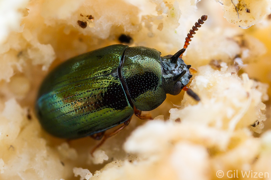 Male two-horned darkling beetle (Neomida bicornis) inside a polypore mushroom
