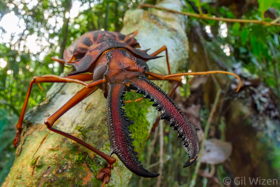 Portrait of giant toothed longhorn beetle (Macrodontia cervicornis). Amazon Basin, Ecuador