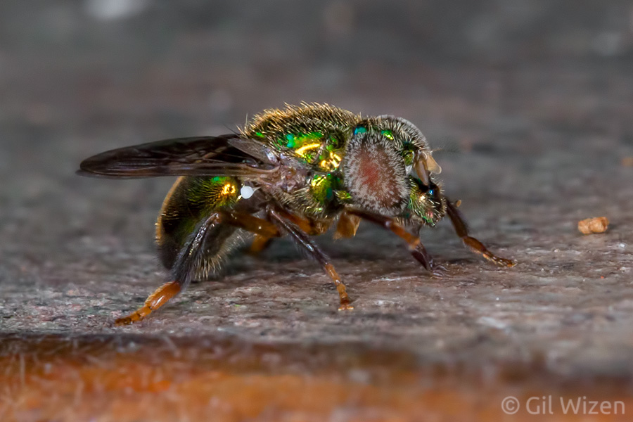 Copestylum viridis is a small species of hoverfly that, like Ornidia obesa, mimics Euglossa bees. This species is often seen feeding near active orchid bees. Photographed in the Amazon Basin, Ecuador