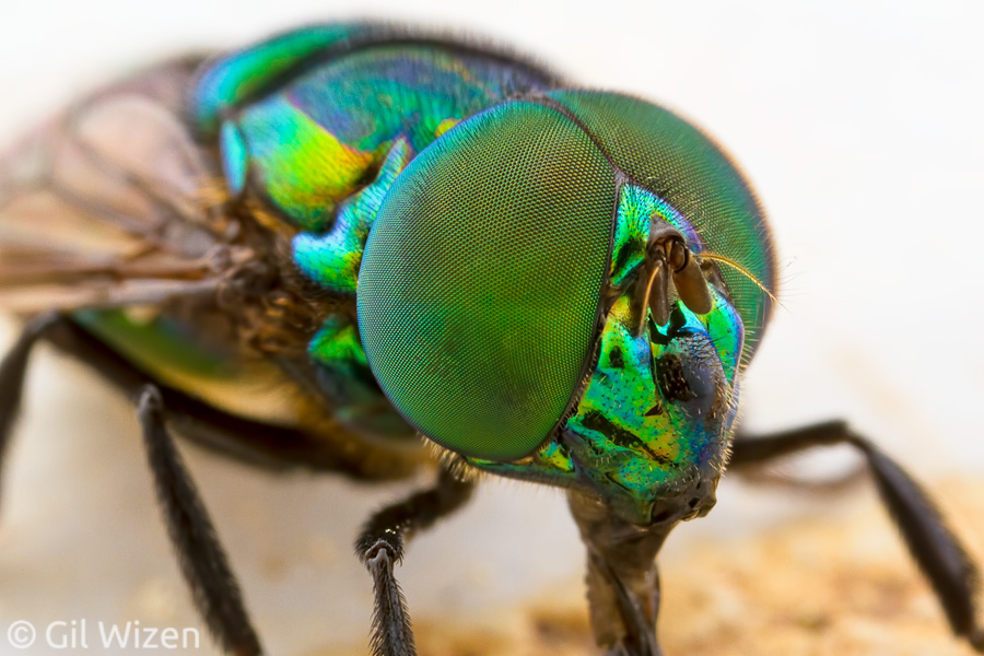 Closeup on the head of Ornidia obesa. The clypeus area (front of head) is exceptionally beautiful and mimics Euglossa's clypeus quite faithfully.