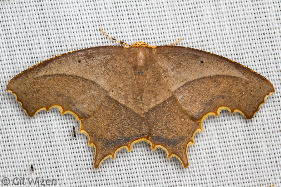 Geometer moth (Eutomopepla rogenhoferi), Mindo, Ecuador