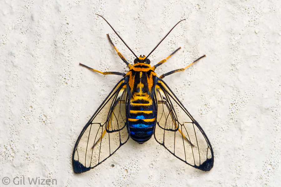 Wasp-mimicking moth (Gymnelia sp.), Mindo, Ecuador