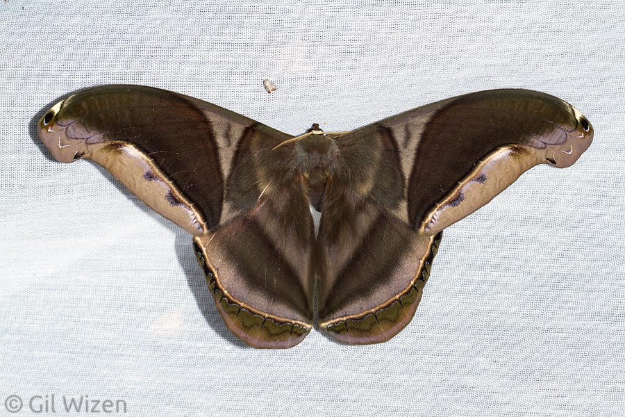 Giant silk moth (Rhescyntis hippodamia). Amazon Basin, Ecuador