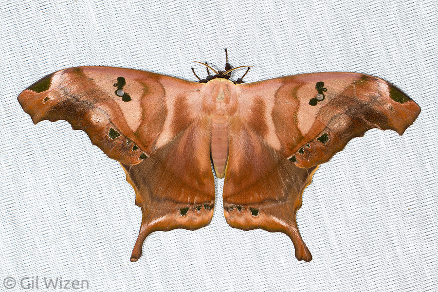 Giant silk moth (Titaea tamerlan). Amazon Basin, Ecuador