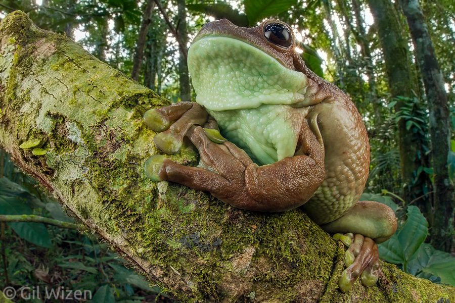 Common milk frog (Trachycephalus venulosus), Amazon Basin, Ecuador