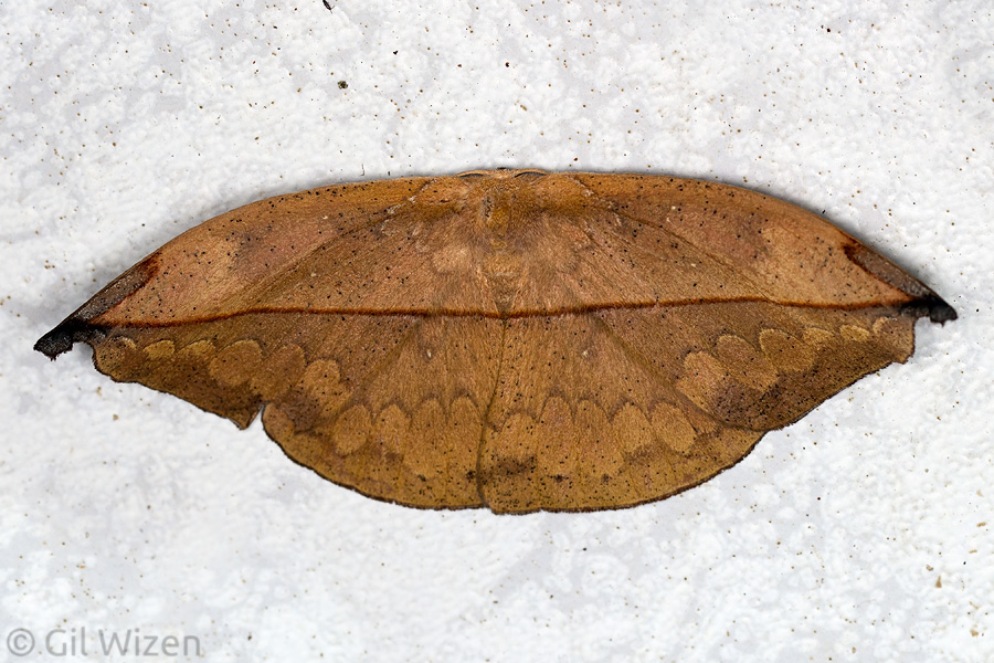 Leaf-mimicking saturniid moth (Homoeopteryx sumacensis), Amazon Basin, Ecuador