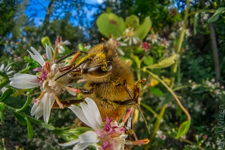 Honey bee (Apis mellifera) pollinating. Ontario, Canada